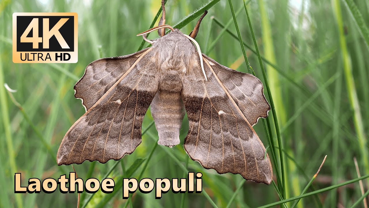 Poplar hawk-moth (Laothoe populi)