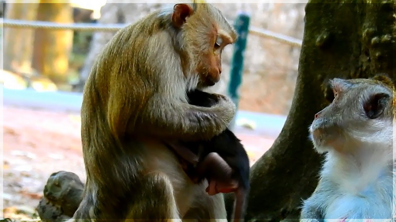Grandma Teresa grabs Jody to hug so strong | Monkey Jane watching by wonder