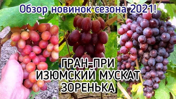 Белая Надежда очень урожайный виноград на 19.08.22. Теплова Татьяна+380956118435