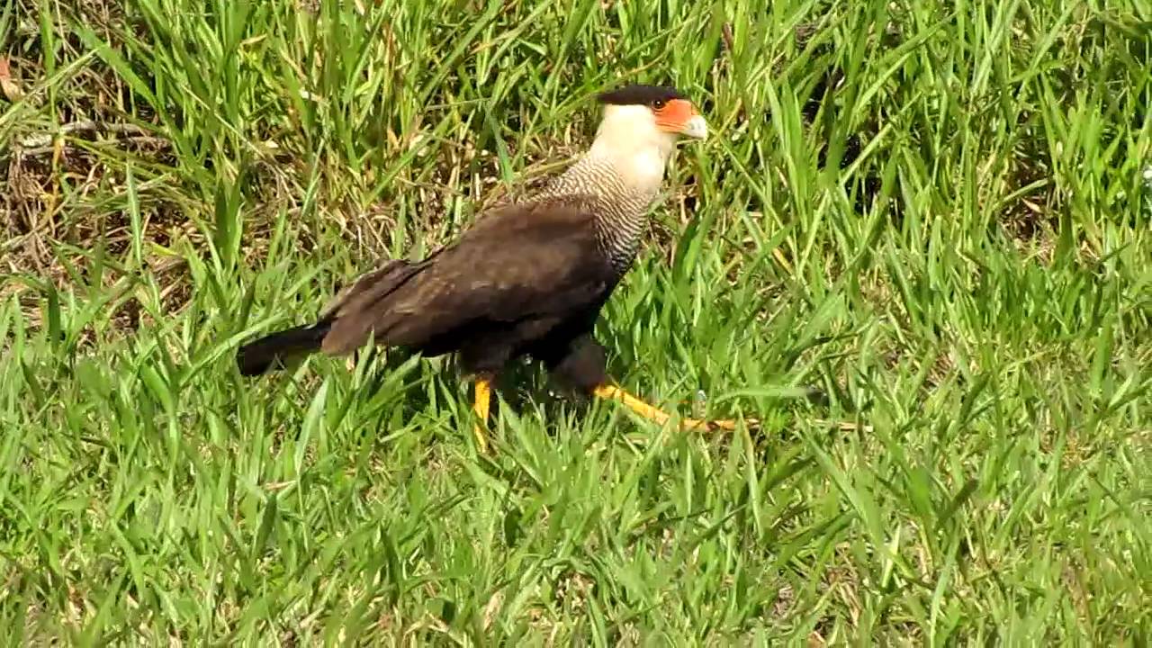 カラカラ 鳥類動画図鑑