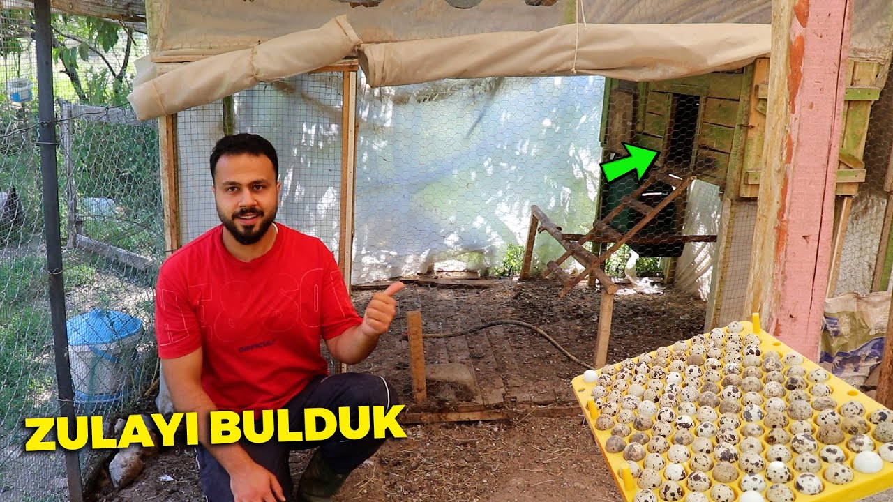 Gurk tavuğu kandırdık ! Yumurta zulasını buldum - Bıldırcın yumurtalarını makineye yükledim