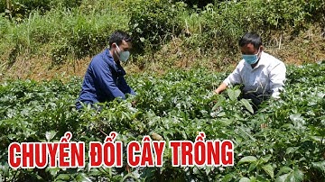 Chuyển đổi cây trồng: Cần tránh tình trạng tự phát để hiệu quả bền vững | THLC