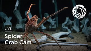 Live Spider Crab Cam — Monterey Bay Aquarium | Into the Deep