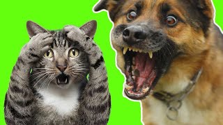 видео: Самые смешные животные / Приколы с котами и собаками 2021 #9 картинка: Самые смешные животные / Приколы с котами и собаками 2021 #9