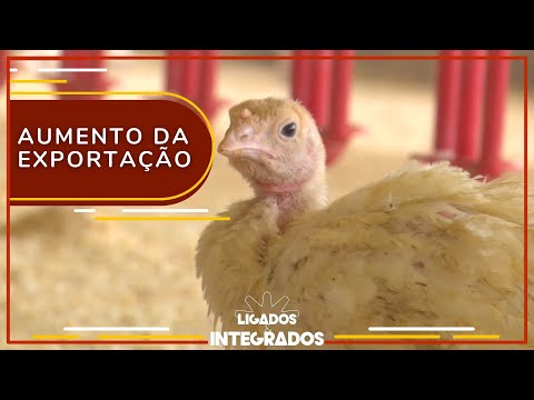 Embarques de carne de peru tem alta de 31% até agosto de 2023 | Ligados&Integrados - 28/09/2023