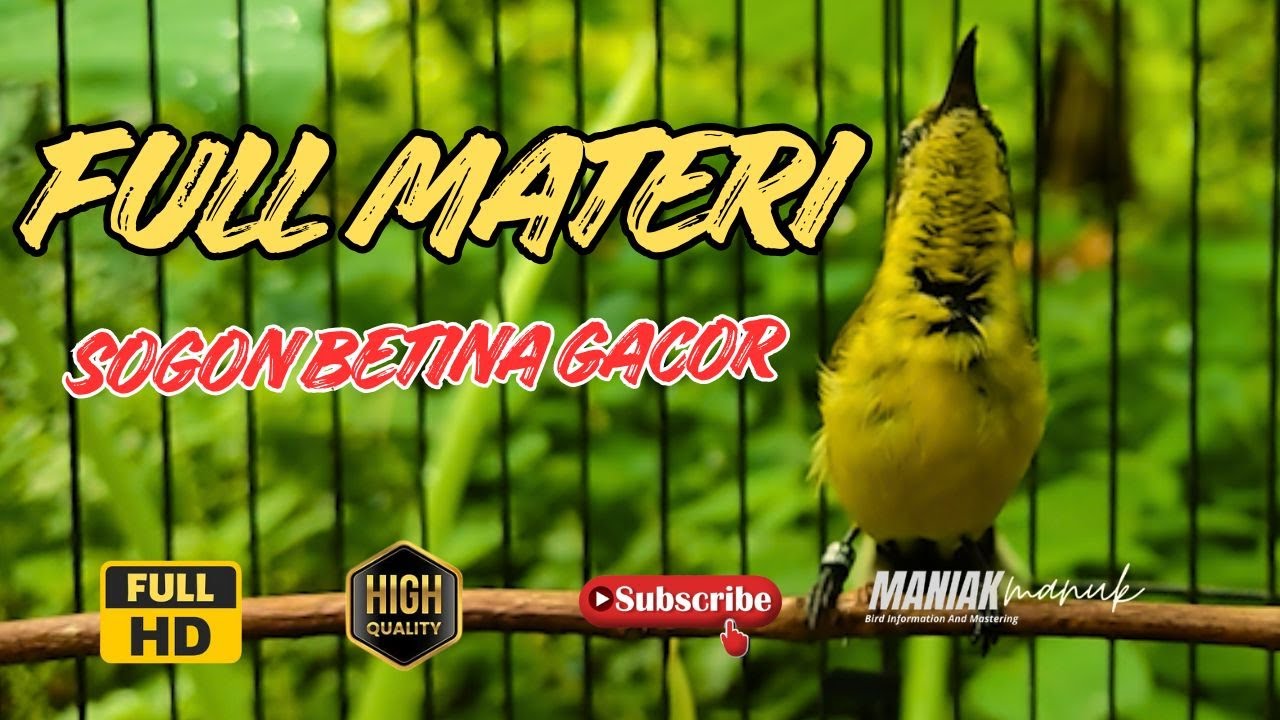 PANGGILAN SOGON BETINA BIRAHI MEMIKAT SOGON JANTAN  part 8