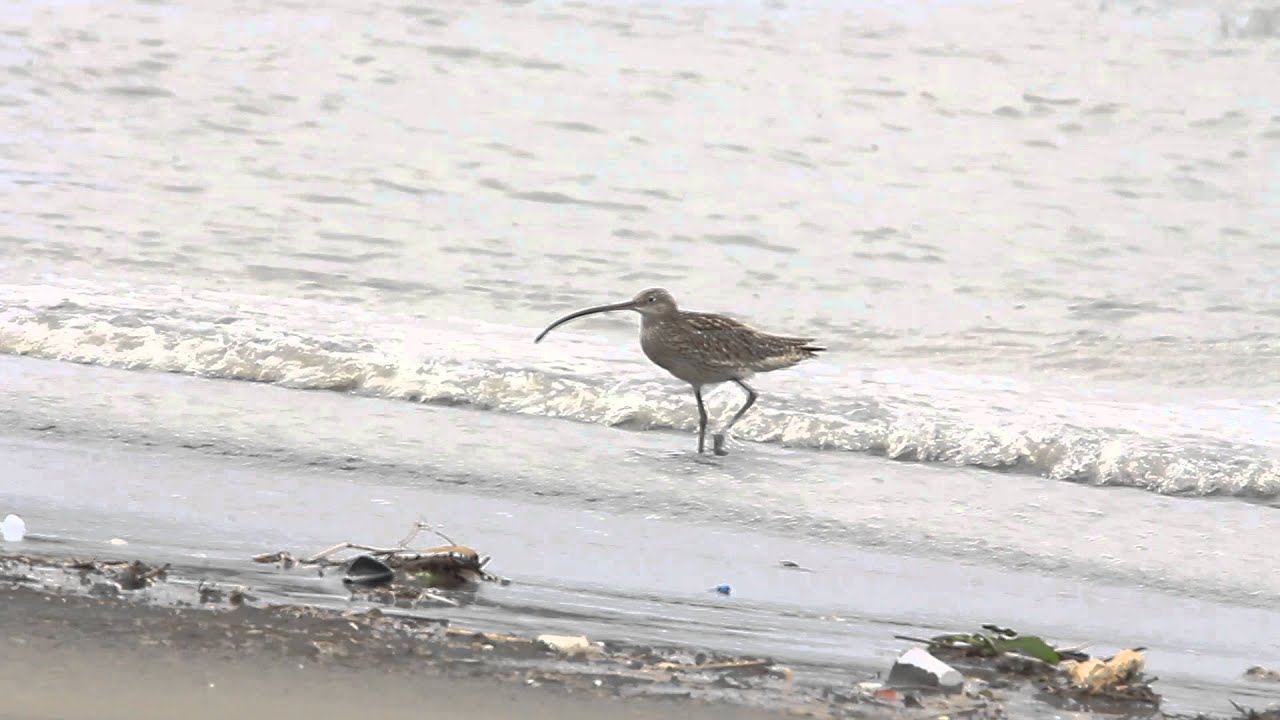 Far Eastern curlew, 黦鷸 