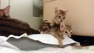 Котятам Сококе один месяц Котятам Сококе один месяц