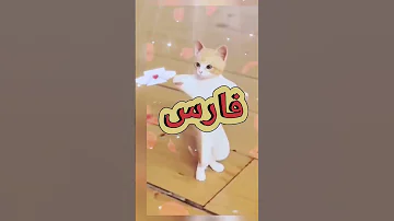 الاكتر طلبا فارس فارس تيكتوك ترند السعودية تيك توك ترند Funny Shorts 
