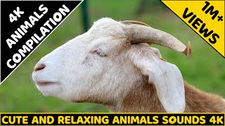 Cute little animals - Dog, cat, chicken, elephant, cow, tortoise - Animal sounds