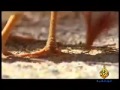 ديك البرابر