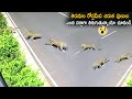 Leopards Found On Road At Tirumala Tirupati | Life Andhra Tv
