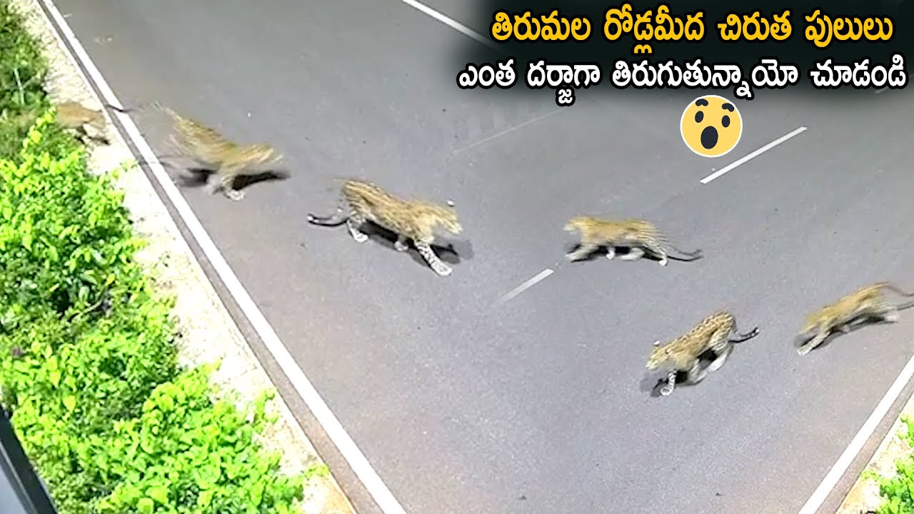 Leopards Found On Road At Tirumala Tirupati  Life Andhra Tv
