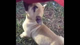 Male Pup Off Ace X Honey