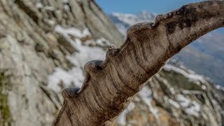 3rd Part: Ibex do not fall from the sky | Ibex hunting | Capra ibex | English subtitle