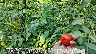 Harvesting Syngenta Aayan 7042 | Tamatar ki kheti kaise kare | hybrid tamatar | Praveen Thakur