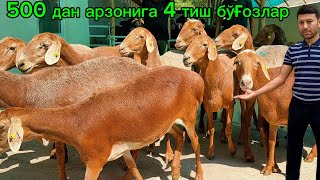 Йош йирик 4 тиш бўғоз қўйлар Достон нимага бу нархдан сотмоқчи❓