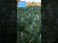люпин#полісся#