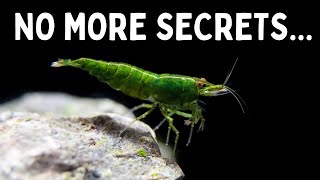 Everything You Should Know Before You Get Shrimp! 7 Tips for Keeping Shrimp in an Aquarium screenshot 5