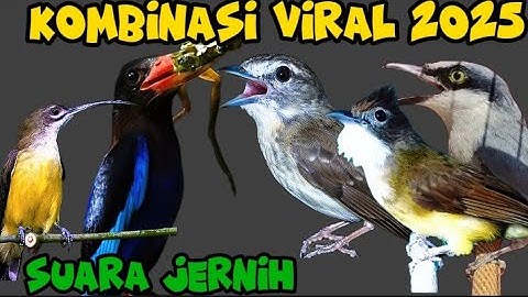 masteran kombinasi viral 2025 | cucak ampela, cucak jenggot jinjing petulak pijantung dan cekakak