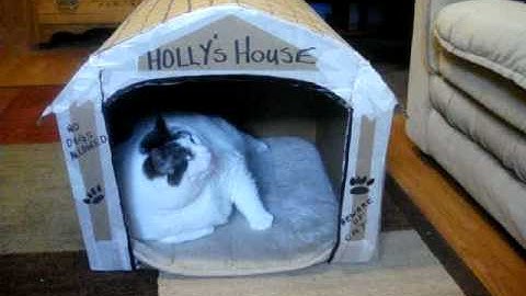 Fat Cats House + Getting High On Cat Nip