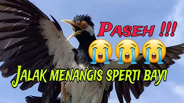 JALAK SUREN NANGIS SPERTI BAYI PASEH BGT !!!