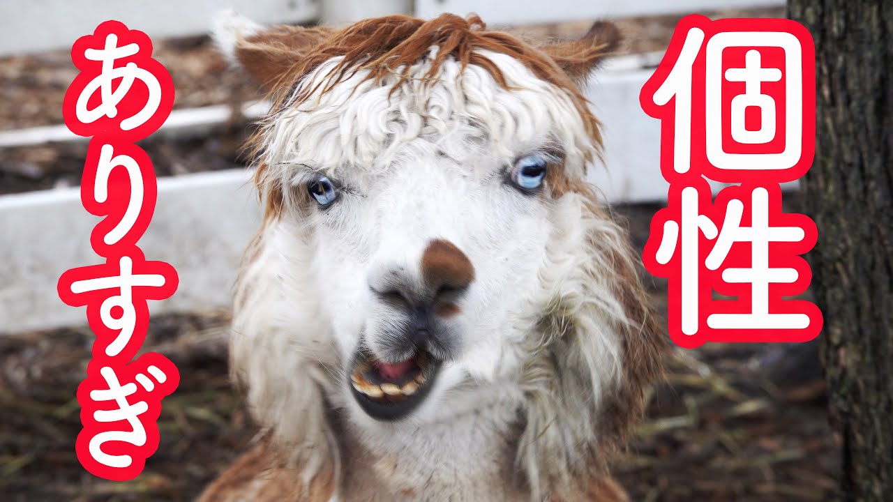 衝撃 那須アルパカ牧場のアルパカさんたちが個性的すぎる Too Unique Alpacas Youtube