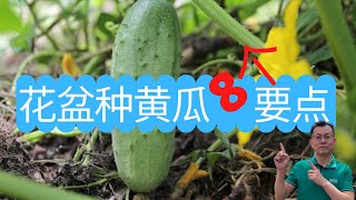 花盆种黄瓜的8个要点做好这几点黄瓜吃不完