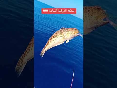 سمكة الدرقنة السامة