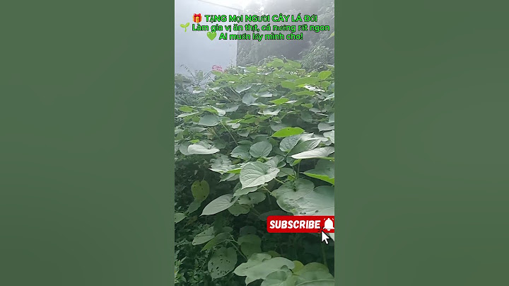 🌿 Cây Lá Dổi – Gia Vị Rừng Quý Hiếm Quê Tôi | Wild Doi Leaves – Forest Spice from Vietnam