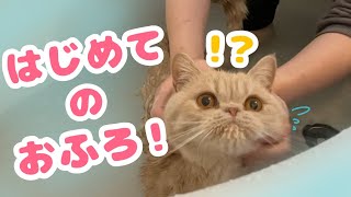 【お風呂】はじめてのおふろ【エキゾチックショートヘア】