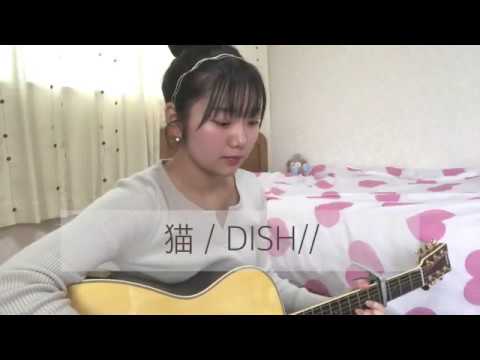 【Hikari 弾き語り】猫 / DISH// (cover)弾き語り うたってみた