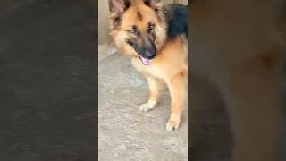 Viral cute dog barking video #germanshepherd #dogvideos #shorts