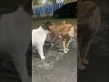 الصاوي وجمعه 