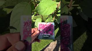 Честный обзор гортензия Бонфайр #цветы #дача #flowers #garden