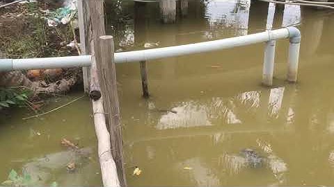 Câu cá lóc bằng vịt bầy lòng ròng đỏ và con cá táp bay lên bờ