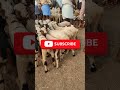 Chilakaluripeta Gorrela Santha Goat Sheepfarming Farming Ytshorts Viral Trending