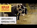 Зоотехния и породные куры | «Край аграрный»