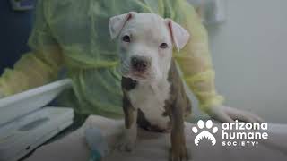 Goettl Phoenix: October 2025 Kindness in the Air - Arizona Humane Society