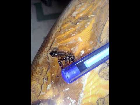 دوات النحلة وقالت ماعندي وزير طماعي داري