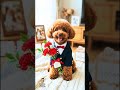 【AI歌う猫】🎵ママ大好き #トイプードル #犬のいる暮らし #母の日#MothersDay #癒やし動画 #いぬのきもち #犬#Shorts