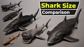 Shark size comparison