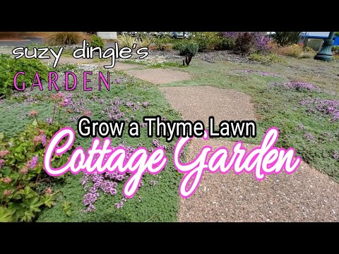 Video: Thyme Lawn Replacement - Care Of Creeping Thyme Lawns