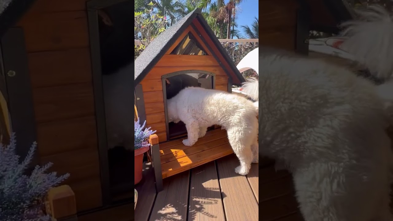 When Dogs Get Their Own Porch Spot