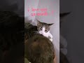 CAT LOVE #shorts