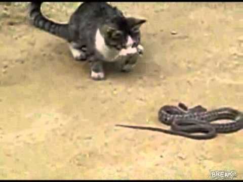 Kedi yılan kapışması.flv