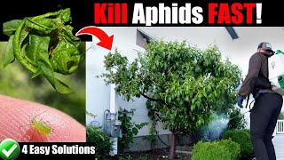 Kill Aphids for Good - 4 Easy Options