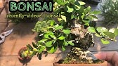 軽石でミニ盆栽鉢アート Mini Bonsai Pot Art With Pumice Stone Youtube