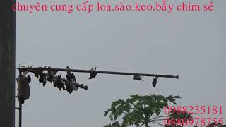 bẫy chim sẻ.không ngờ lại được nhiều như thế này.