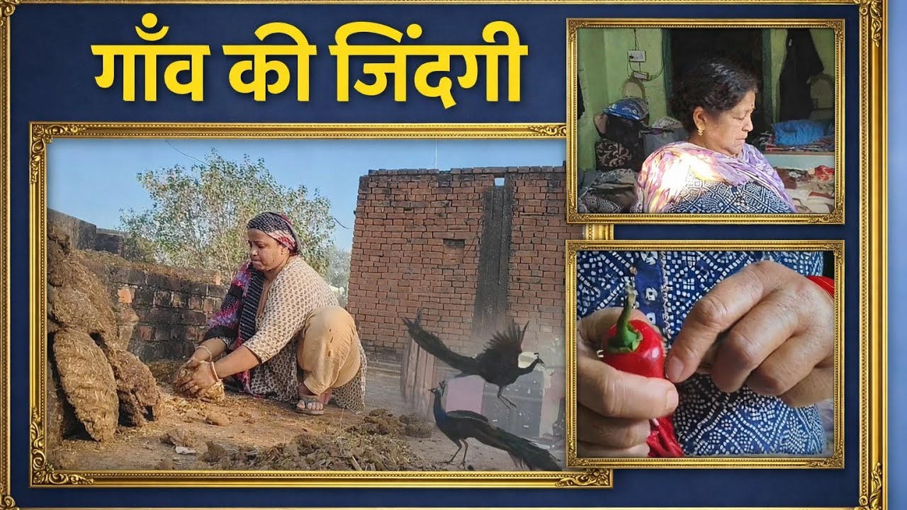 विलेज लाइफ । मरी मां 🥰। पिकॉक फाइटिंग। लाइक सब्सक्राइब जरूरकरें